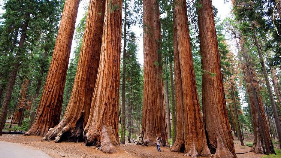Photo of Sequoia National Forest, Tulare County, CA, United States by Shakti Chauhan