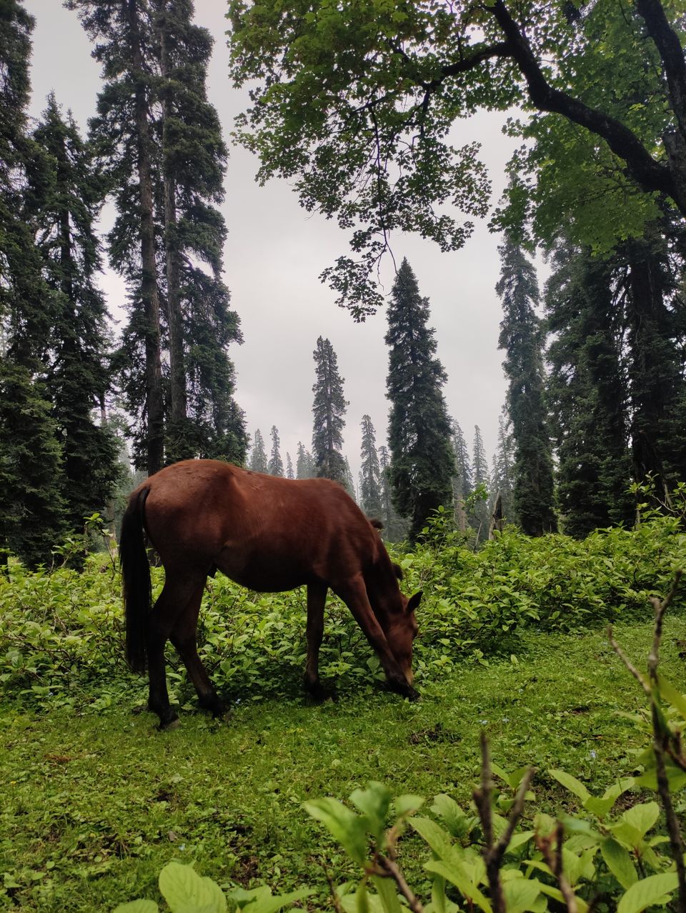 Photo of Most loved Place by Suhail Sidiq