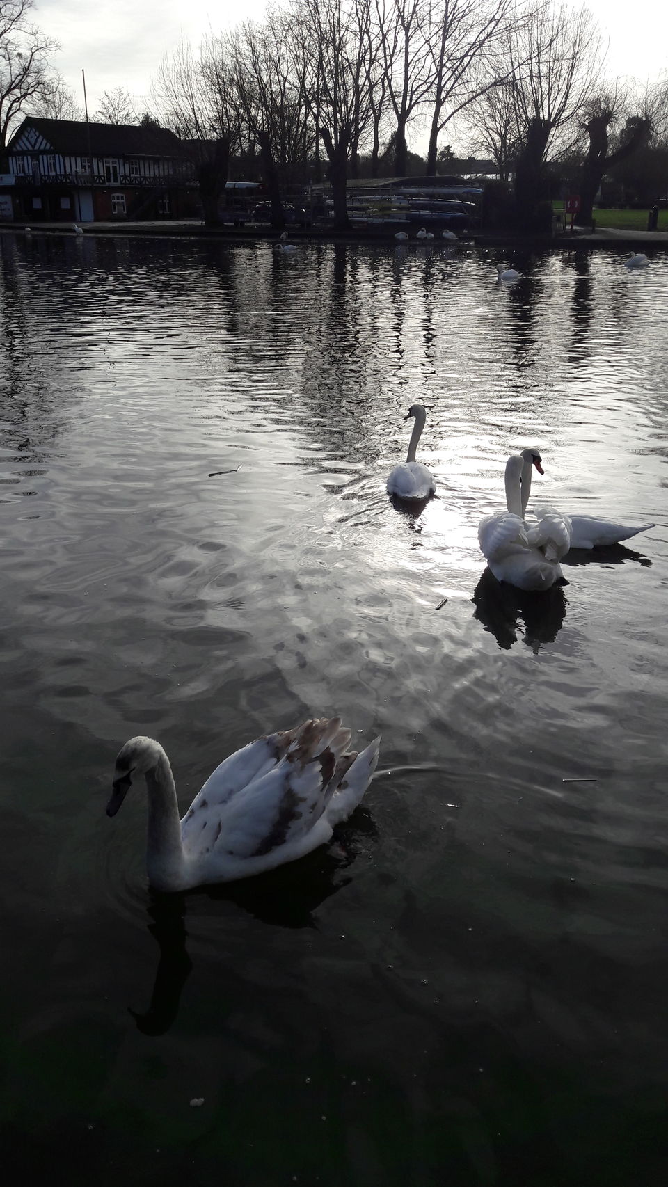 Photo of Stratford-upon-Avon: Where the Bard lives on and they even had a Swan Parade! 3/32 by Shalini Rai