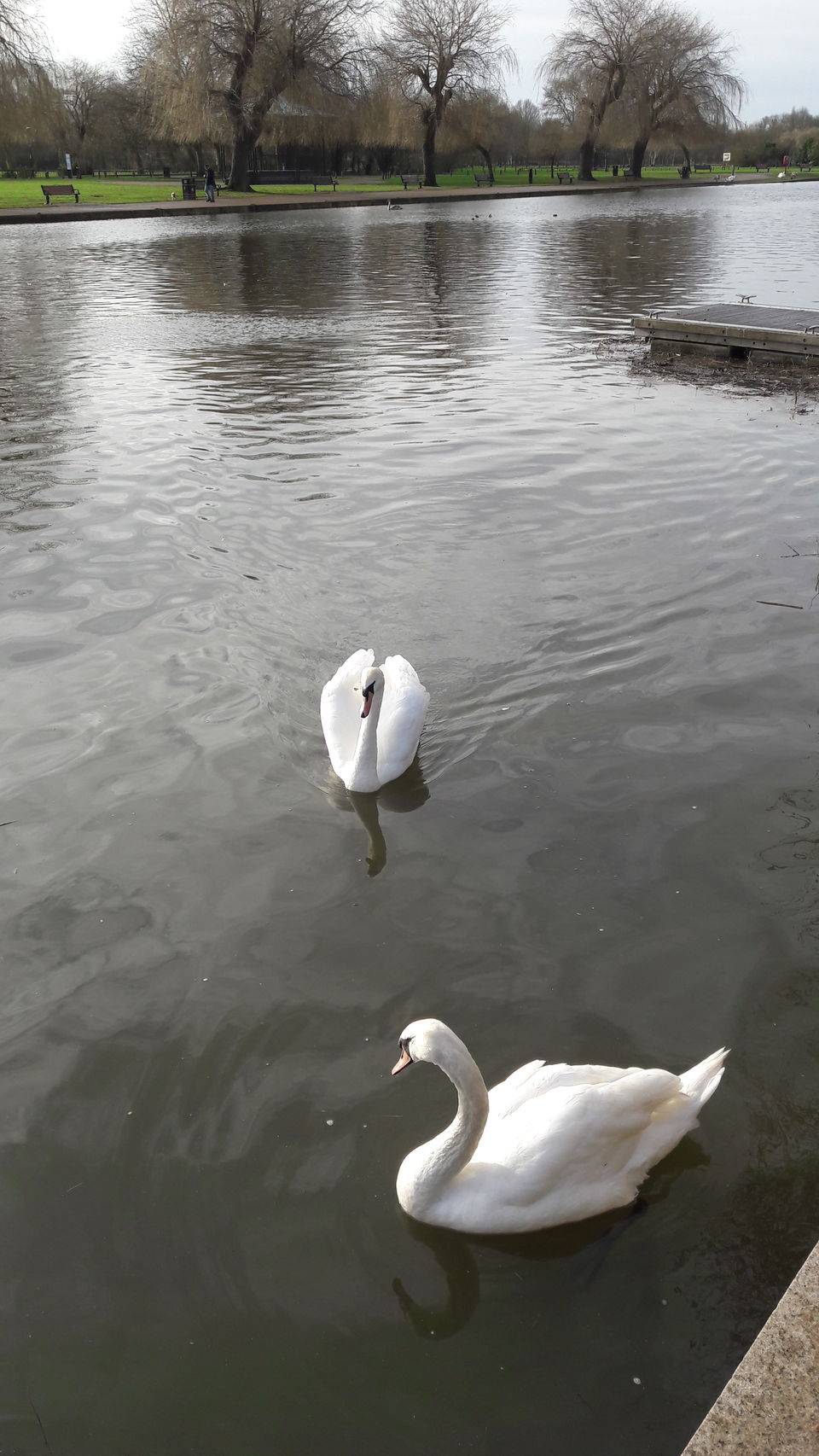Photo of Stratford-upon-Avon: Where the Bard lives on and they even had a Swan Parade! 5/32 by Shalini Rai
