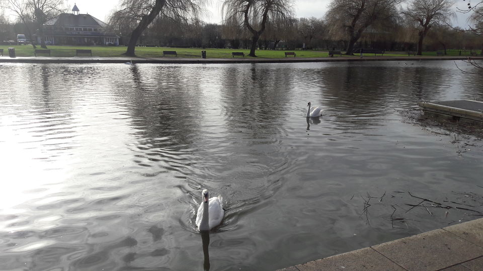 Photo of Stratford-upon-Avon: Where the Bard lives on and they even had a Swan Parade! 4/32 by Shalini Rai