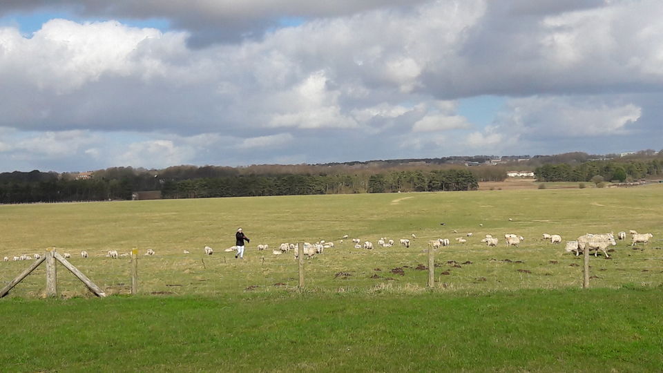 Photo of Stonehenge, Amesbury, United Kingdom by Shalini Rai