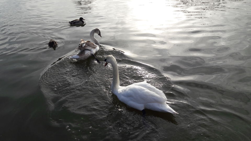 Photo of Stratford-upon-Avon: Where the Bard lives on and they even had a Swan Parade! 31/32 by Shalini Rai