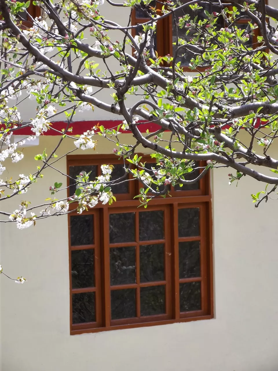 Photo of Manali, Himachal Pradesh, India by Shalini Rai