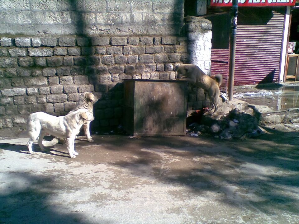 Photo of There's another, darker side to Manali, and it's all here. Read at your own risk! by Shalini Rai