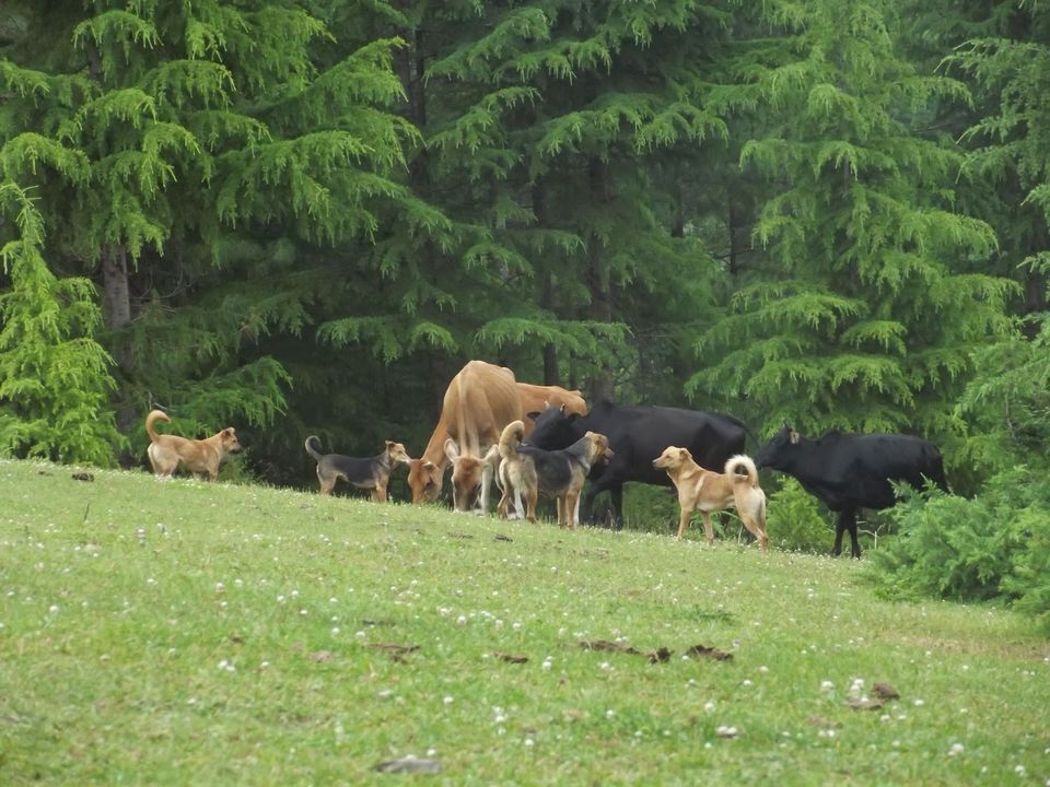 Photo of There's another, darker side to Manali, and it's all here. Read at your own risk! by Shalini Rai