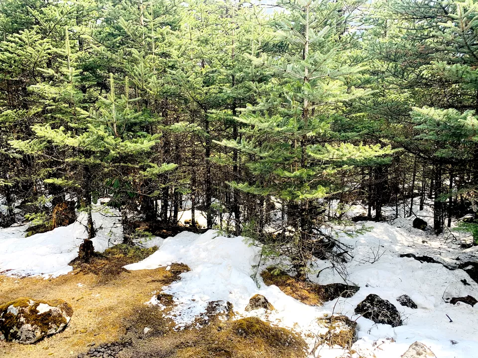 Photo of Yumthang Valley Natural Reserve, Lake Cho Lhamu Road, Sikkim, India by #Thepoortraveller...