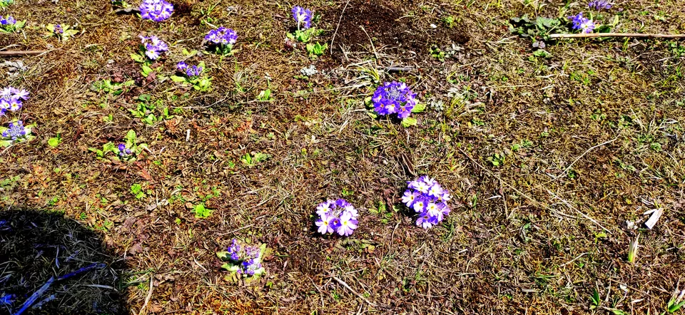 Photo of Valley of Flowers, Yumthang, Sikkim, India by #Thepoortraveller...