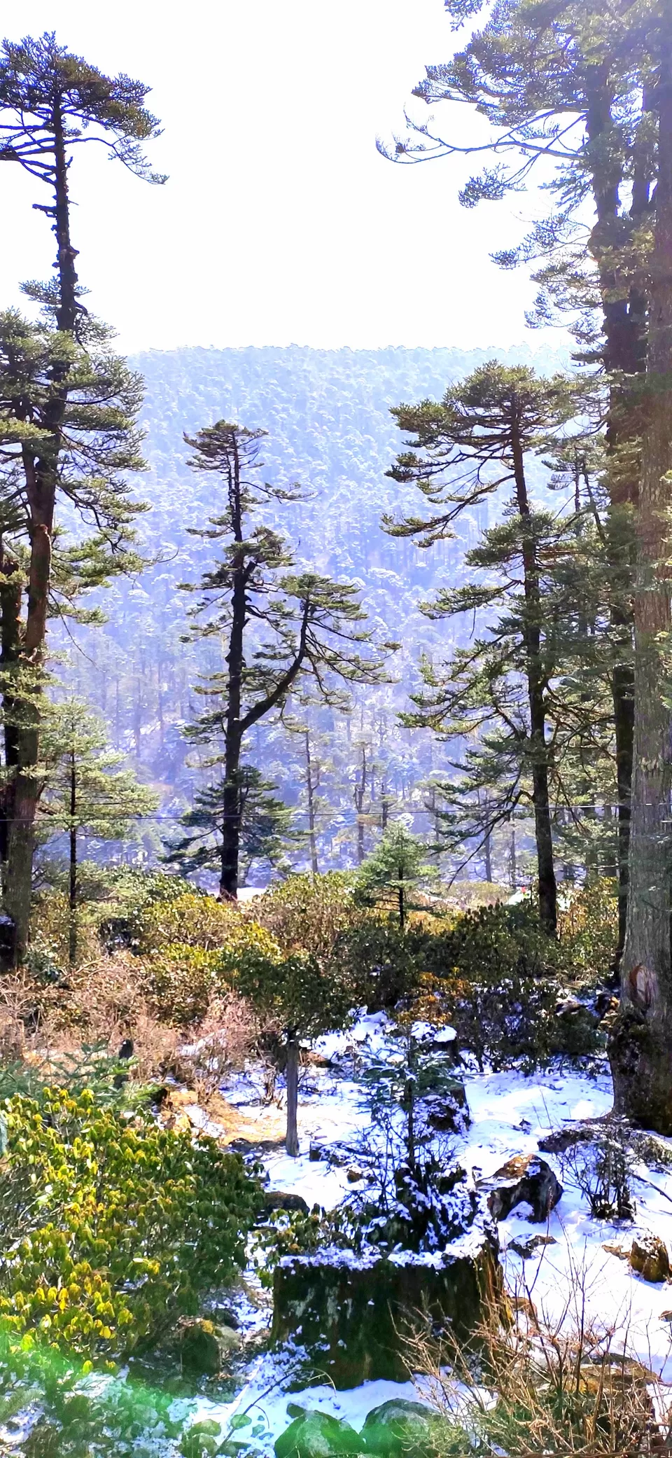 Photo of Yumthang, Sikkim, India by #Thepoortraveller...