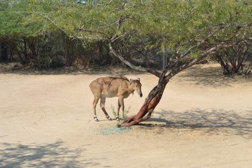 Photo of Kutchchh with a touch 21/27 by Aniesh Chawla