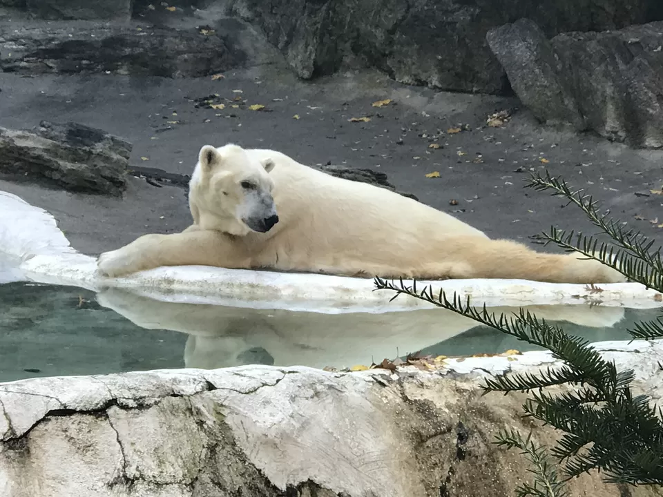 Photo of Bronx Zoo, Southern Boulevard, Bronx, NY, United States by Rohit Manchanda