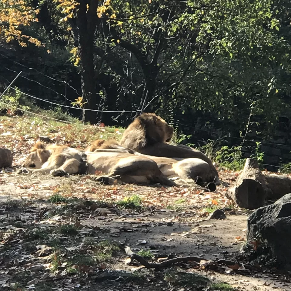 Photo of Bronx Zoo, Southern Boulevard, Bronx, NY, United States by Rohit Manchanda
