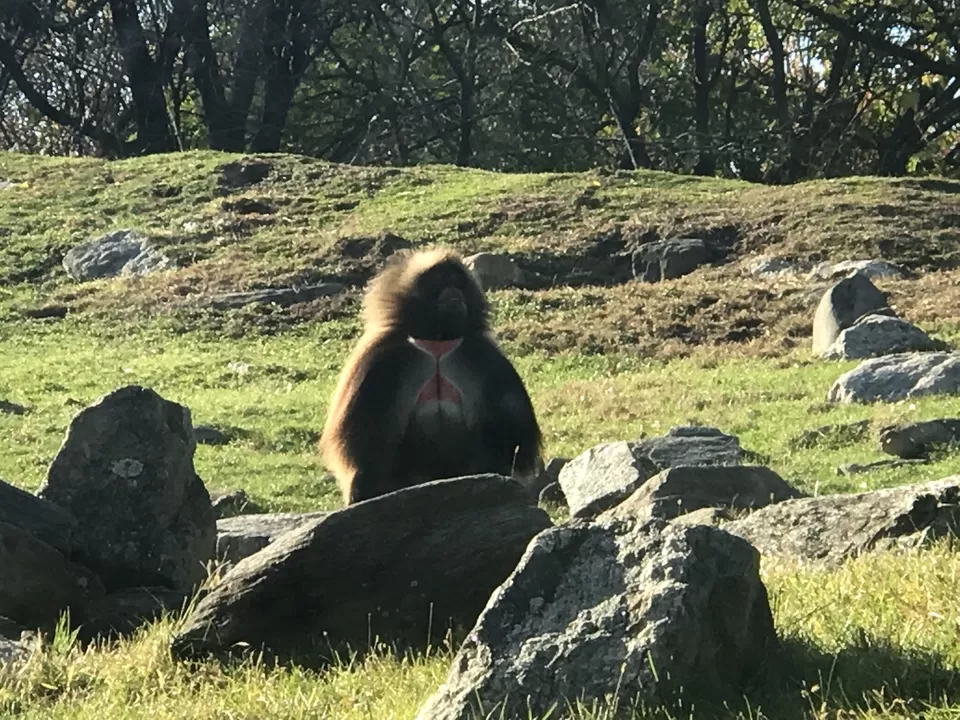 Photo of Bronx Zoo, Southern Boulevard, Bronx, NY, United States by Rohit Manchanda