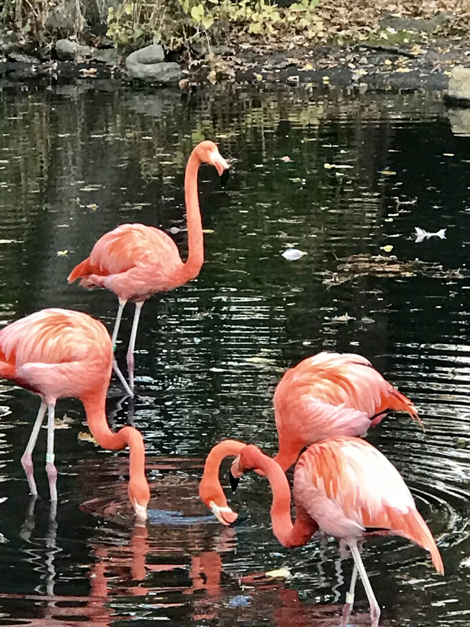 Photo of Bronx, NY, United States by Rohit Manchanda