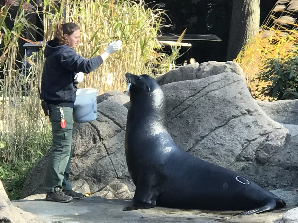Photo of Bronx Zoo, Southern Boulevard, Bronx, NY, United States by Rohit Manchanda