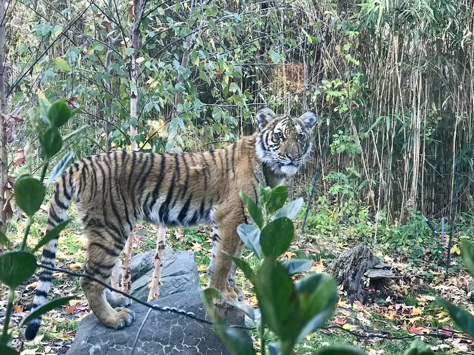 Photo of Bronx, NY, United States by Rohit Manchanda