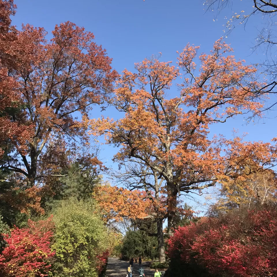 Photo of Bronx, NY, United States by Rohit Manchanda