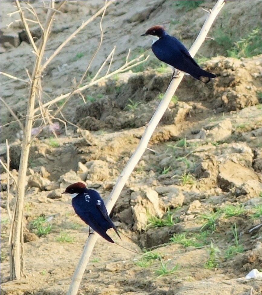 Photo of आइए चलें बीहड़ों के बीच चंबल नदी में नौका विहार पर An evening in River Chambal ! by Abhinendra Tomar