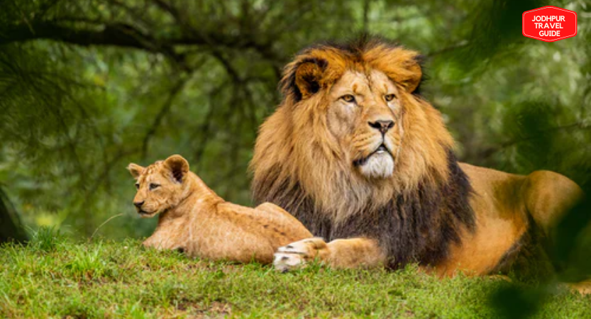 Photo of Wildlife Sanctuaries and Nature Parks Udaipur by Bhumika Mahajan