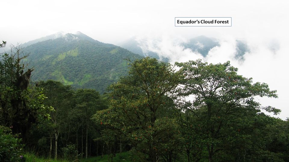 Photo of Know Top Five Most Beautiful Forests By Alex Ariana | Alex Arrash Ariana 2/5 by Alex Ariana
