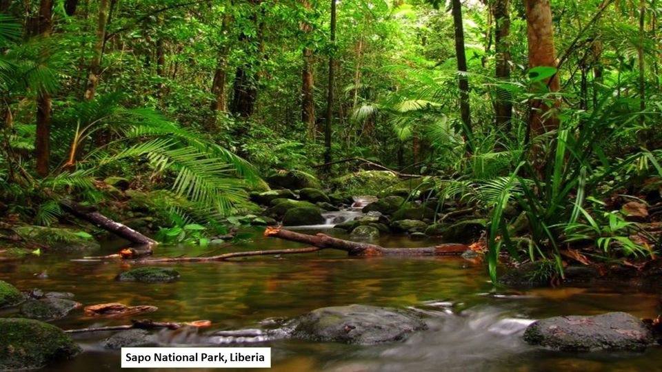 Photo of Know Top Five Most Beautiful Forests By Alex Ariana | Alex Arrash Ariana 5/5 by Alex Ariana