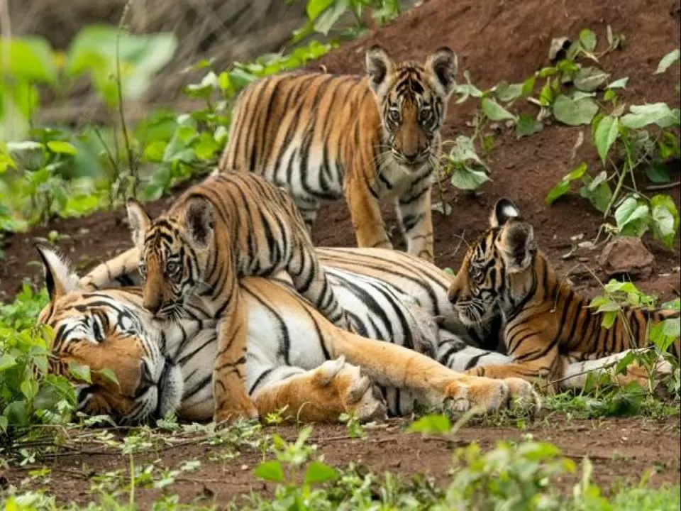 Photo of The Largest Mangrove Forest Sundarbans by Jahid Rahman