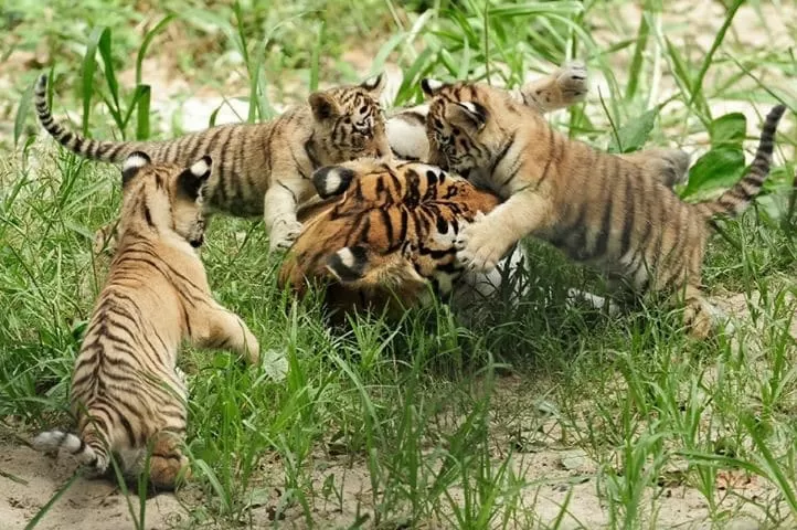 Photo of The Largest Mangrove Forest Sundarbans by Jahid Rahman