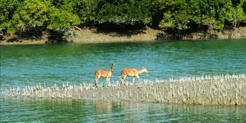 Photo of The Largest Mangrove Forest Sundarbans by Jahid Rahman