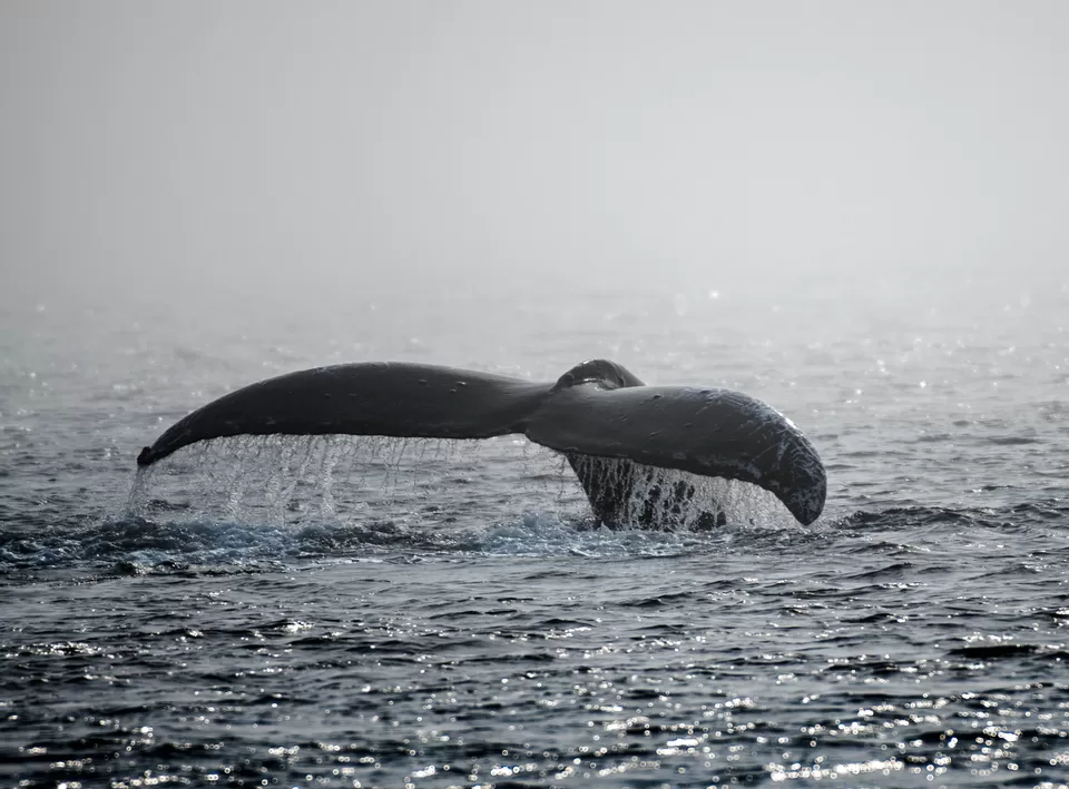 Photo of Alaska By Abhik Manna