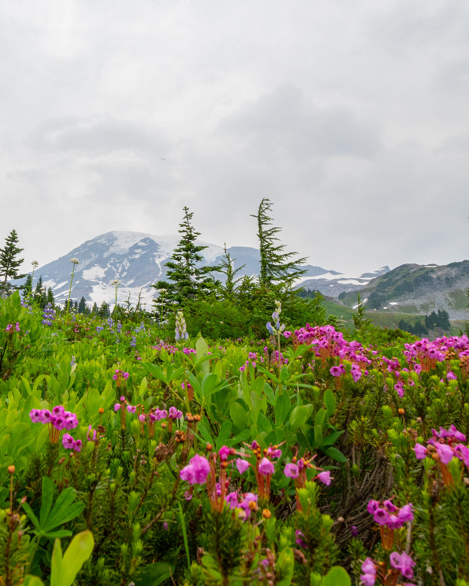 Photo of A day-trip to the Mount Rainier National Park by Abhik Manna