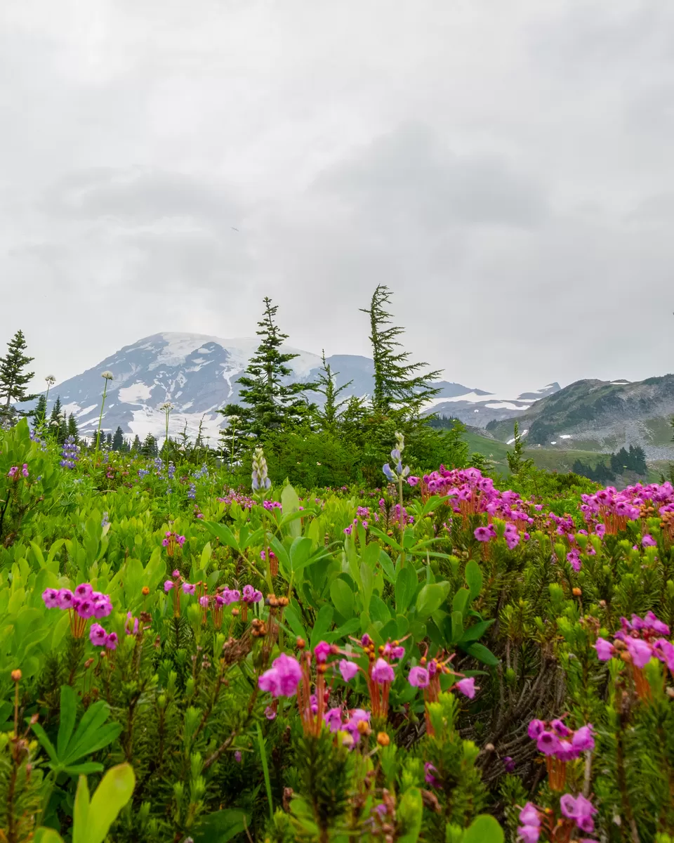 Photo of A day-trip to the Mount Rainier National Park by Abhik Manna