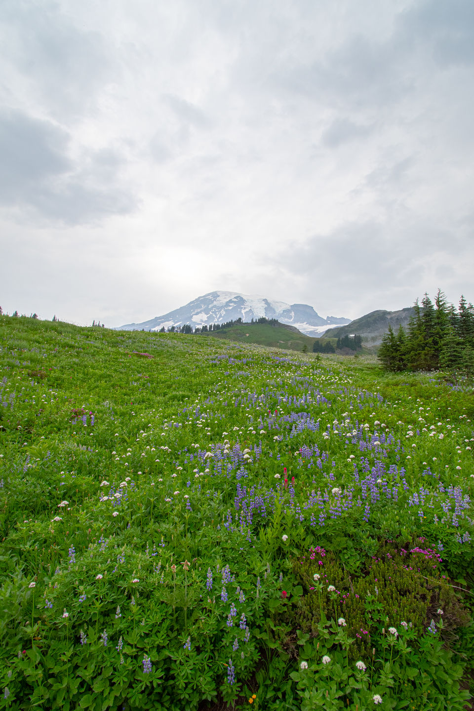 Photo of A day-trip to the Mount Rainier National Park by Abhik Manna