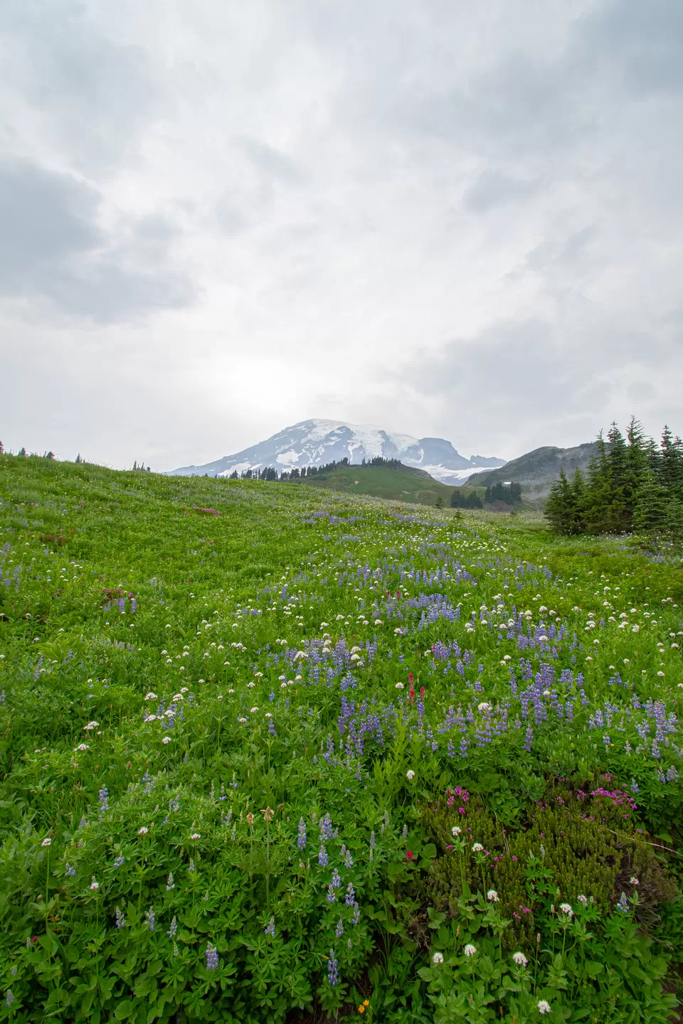 Photo of A day-trip to the Mount Rainier National Park by Abhik Manna
