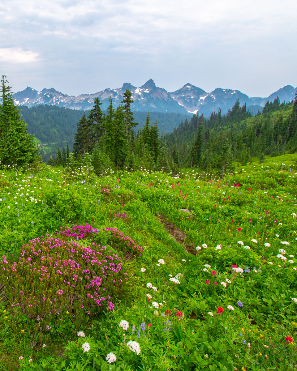 Photo of A day-trip to the Mount Rainier National Park by Abhik Manna