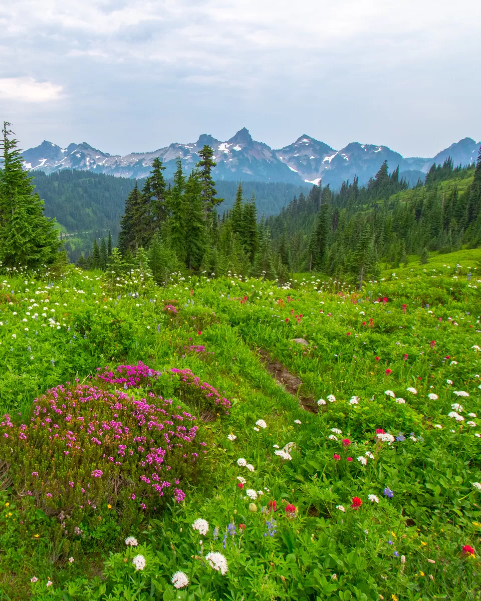 Photo of A day-trip to the Mount Rainier National Park by Abhik Manna