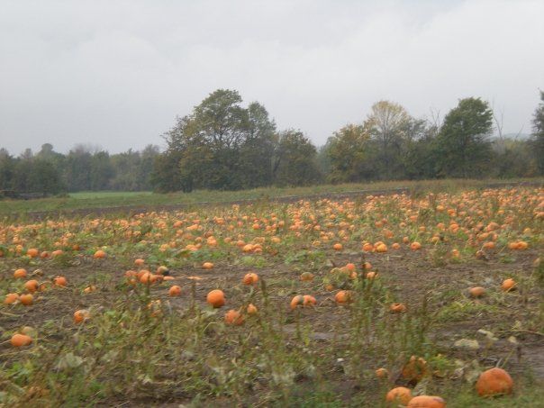 Photo of Apple & Wine...Anyone ??? #FreedomTrip 4/4 by Rachna Lakhpati