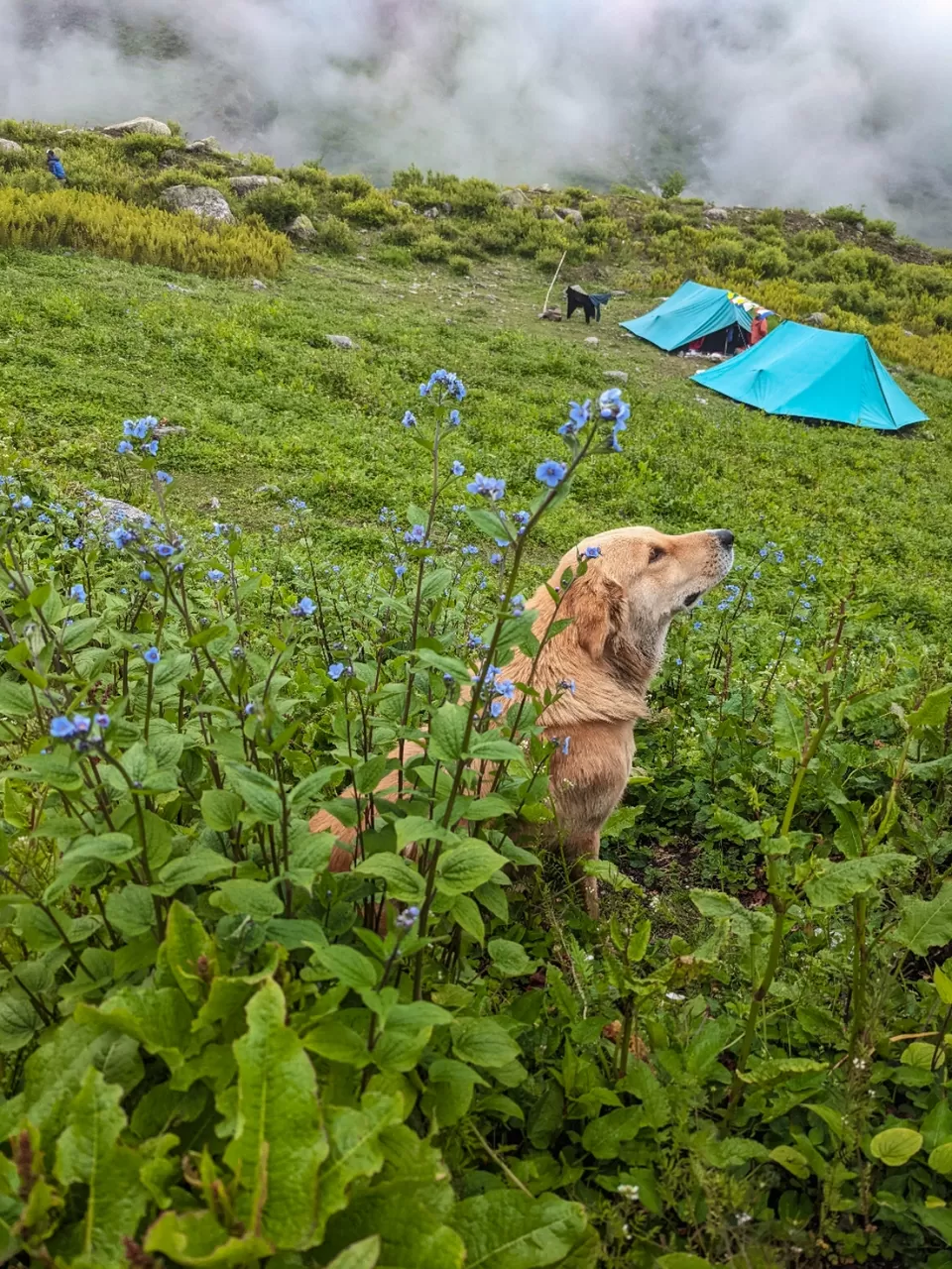 Photo of Beas Kund Trek by Nandini Narang