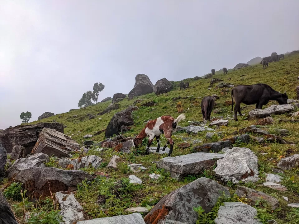 Photo of Beas Kund Trek by Nandini Narang