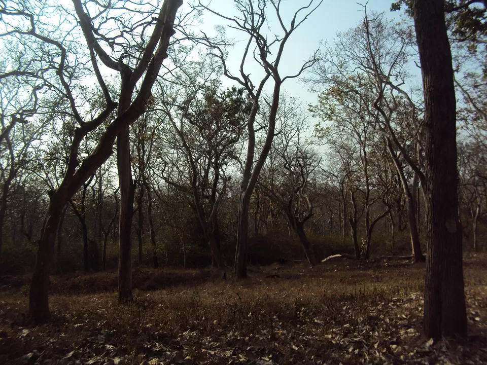 Photo of Bandipur National Park, Bandipur, Karnataka, India by My adventure planet
