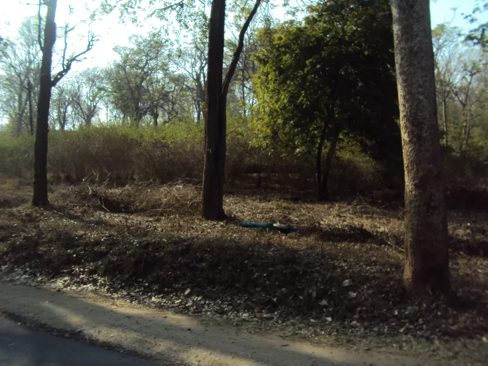 Photo of Bandipur, Karnataka, India by My adventure planet