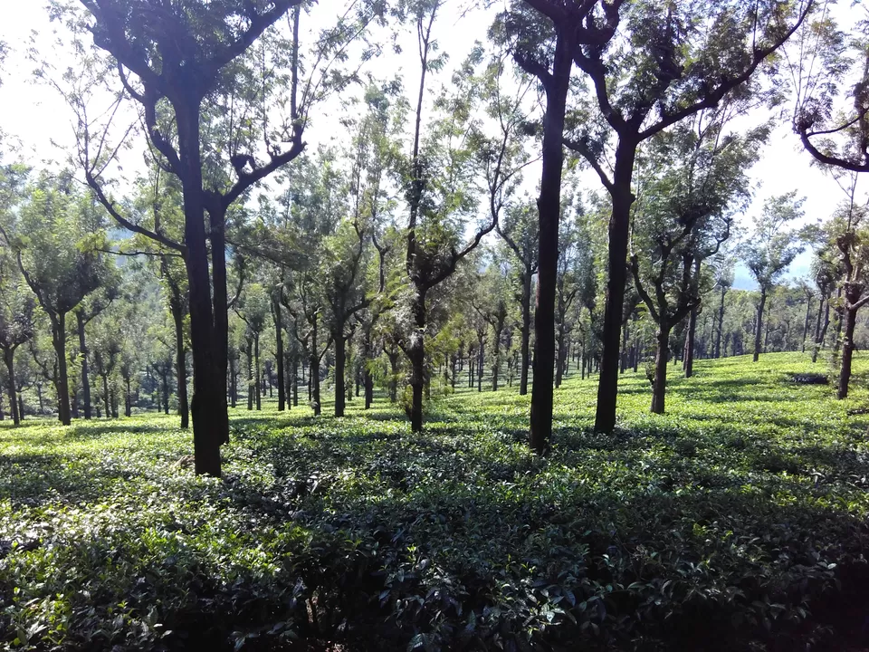 Photo of Gudalur, Tamil Nadu, India by My adventure planet