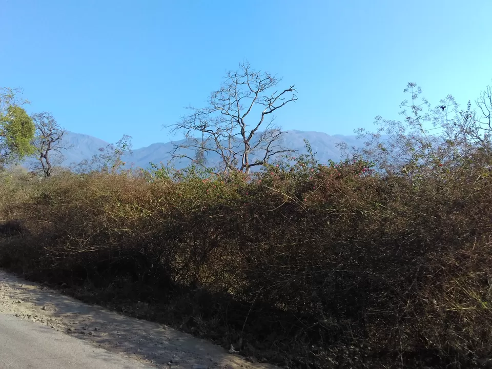 Photo of Mudumalai National Park, Nilgiris, Tamil Nadu, India by My adventure planet