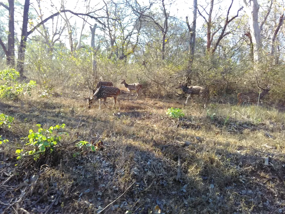 Photo of Mudumalai National Park, Nilgiris, Tamil Nadu, India by My adventure planet