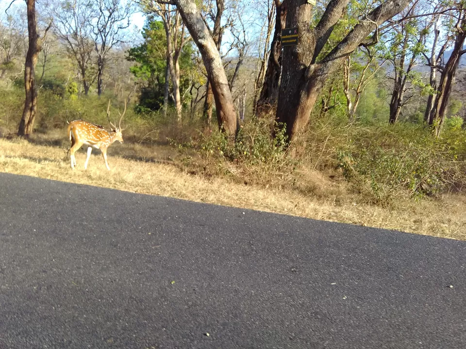 Photo of Bandipur National Park, Bandipur, Karnataka, India by My adventure planet