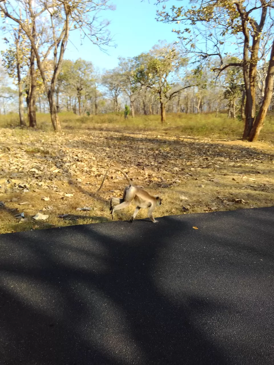 Photo of Bandipur National Park, Bandipur, Karnataka, India by My adventure planet