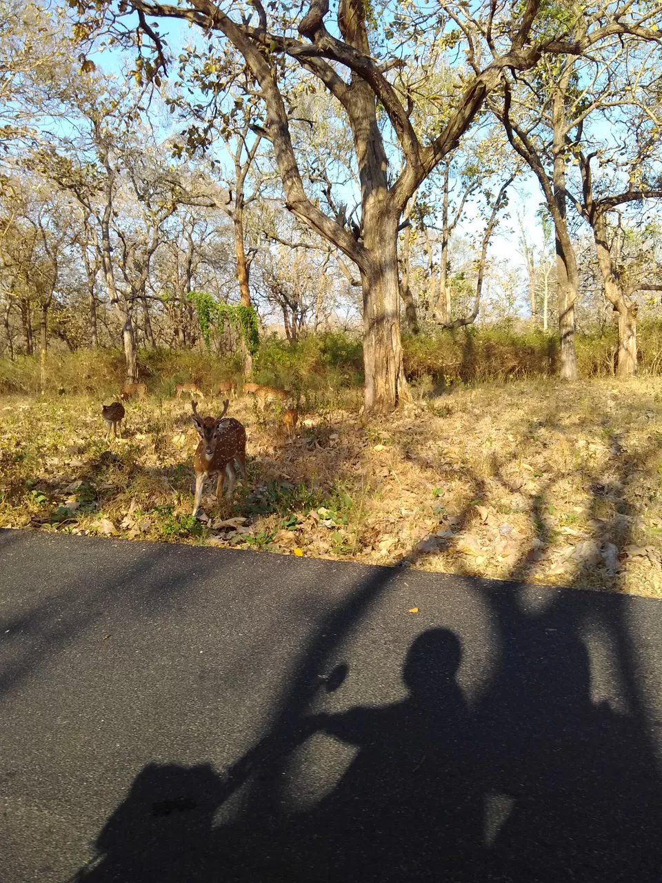Photo of Bandipur National Park, Bandipur, Karnataka, India by My adventure planet