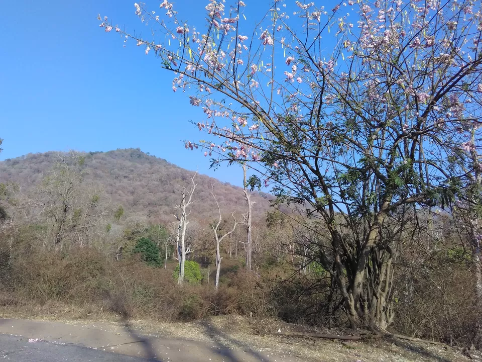 Photo of Mudumalai National Park, Nilgiris, Tamil Nadu, India by My adventure planet