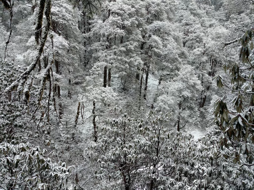 Photo of Bekaltal, Chamoli, Uttarakhand, India by My adventure planet