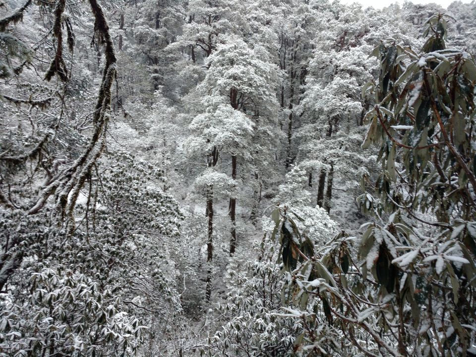 Photo of Brahmtal- All about my first Himalayan trekking experience by Abhilash Ramachandran