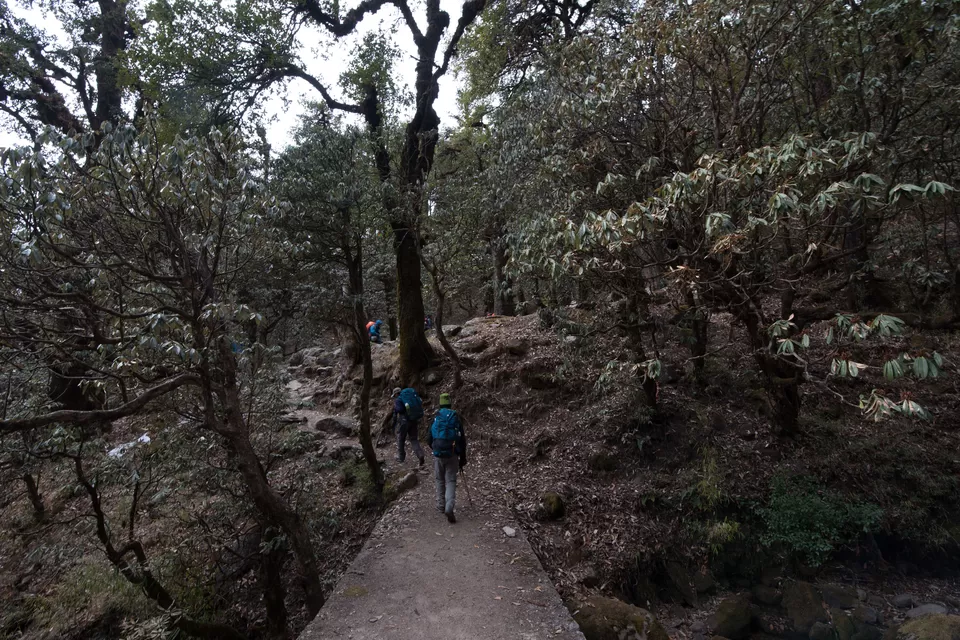 Photo of Lohajung - Wan Road, Vaan Madhye Kuling, Uttarakhand, India by My adventure planet